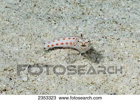 Underwater view of a Redspotted Sandperch (Parapercis schauinslandii) at Molokini Crater; Maui, Hawaii, United States of America View Large Photo Image Stock Image - Underwater view of a Redspotted Sandperch (Parapercis schauinslandii) at Molokini Crater; Maui, Hawaii, United States of America. Fotosearch