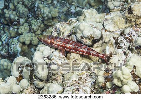 Underwater view of a Reef Lizardfish (Synodus variegatus) resting on finger coral at Molokini Crater; Maui, Hawaii, United States of America View Large Photo Image Stock Photograph - Underwater view of a Reef Lizardfish (Synodus variegatus) resting on finger coral at Molokini Crater; Maui, Hawaii, United States of America. Fotosearch