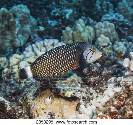 Underwater view of a Rockmover Wrasse (Novaculichthys taeniourus) at Molokini Crater; Maui, Hawaii, United States of America View Large Photo Image Stock Photography - Underwater view of a Rockmover Wrasse (Novaculichthys taeniourus) at Molokini Crater; Maui, Hawaii, United States of America. Fotosearch
