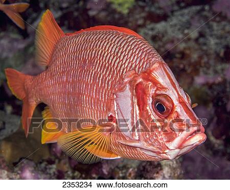 Picture - Underwater view of a Saber Squirrelfish (Sargocentrum spiniferum) at Molokini Crater; Maui, Hawaii, United States of America. Fotosearch