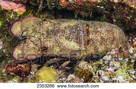 Stock Photograph - Underwater view of a Scaly Slipper Lobster (Scyllarides haanii); Maui, Hawaii, United States of America. Fotosearch