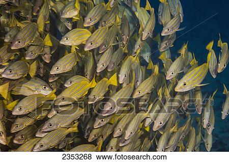 Stock Photo - Underwater view of a school of Bluestripe Snappers (Lutjanus kasmira); Maui, Hawaii, United States of America. Fotosearch