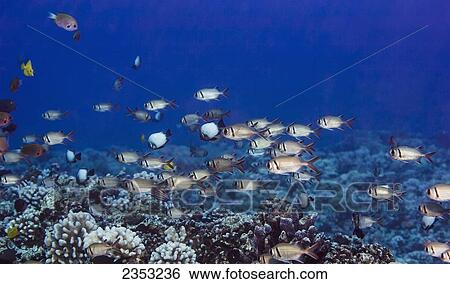 Underwater view of a school of Epaulette Soldierfish positioned over cauliflower coral at Molokini Crater; Maui, Hawaii, United States of America View Large Photo Image Stock Photograph - Underwater view of a school of Epaulette Soldierfish positioned over cauliflower coral at Molokini Crater; Maui, Hawaii, United States of America. Fotosearch