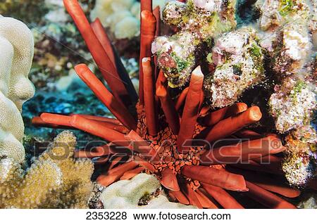 Stock Photo - Underwater view of a slate pencil sea urchin (Heterocentrotus mammillatus) at Molokini Crater; Maui, Hawaii, United States of America. Fotosearch