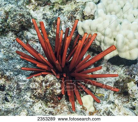Stock Photo - Underwater view of a slate pencil sea urchin (Heterocentrotus mammillatus) at Molokini Crater; Maui, Hawaii, United States of America. Fotosearch