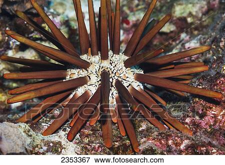 Underwater view of a slate pencil sea urchin (Heterocentrotus mammillatus) at Molokini Crater; Maui, Hawaii, United States of America View Large Photo Image Stock Photo - Underwater view of a slate pencil sea urchin (Heterocentrotus mammillatus) at Molokini Crater; Maui, Hawaii, United States of America. Fotosearch