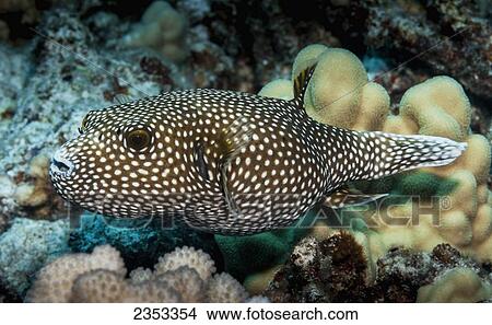 Underwater view of a Spotted Puffer (Arothron meleagris); Maui, Hawaii, United States of America View Large Photo Image Picture - Underwater view of a Spotted Puffer (Arothron meleagris); Maui, Hawaii, United States of America. Fotosearch