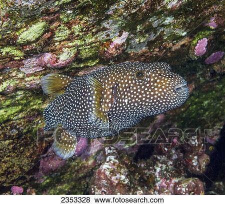 Underwater view of a Spotted Puffer (Arothon meleagris) at Molokini Crater; Maui, Hawaii, United States of America View Large Photo Image Stock Photo - Underwater view of a Spotted Puffer (Arothon meleagris) at Molokini Crater; Maui, Hawaii, United States of America. Fotosearch