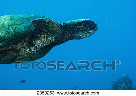 Stock Image - Underwater view of a swimming Green Sea Turtle (Chelonia mydas); Maui, Hawaii, United States of America. Fotosearch
