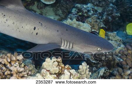 Stock Photo - Underwater view of a Whitetipped Reefshark (Triaenodon obesus) at Molokini Crater; Maui, Hawaii, United States of America. Fotosearch