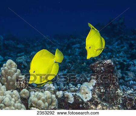Underwater view of a Yellow tang (Zebrasoma flavescens) pair at Molokini Crater; Maui, Hawaii, United States of America View Large Photo Image Stock Image - Underwater view of a Yellow tang (Zebrasoma flavescens) pair at Molokini Crater; Maui, Hawaii, United States of America. Fotosearch