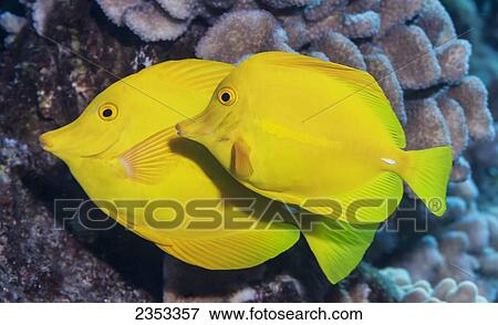 Stock Photo - Underwater view of a Yellow Tang (Zebrasoma flavescens) pair at Molokini Crater; Maui, Hawaii, United States of America. Fotosearch