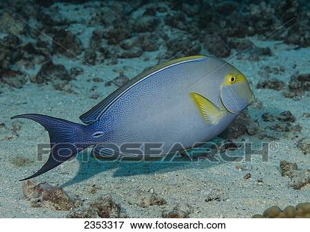 Stock Photo - Underwater view of a Yellowfin Surgeonfish (Acanthurus xanthopterus) at Molokini Crater; Maui, Hawaii, United States of America. Fotosearch