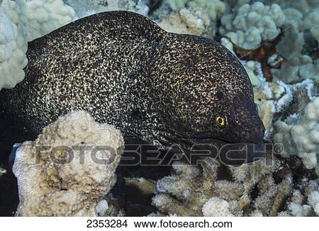 Underwater view of a Yellowmargin Moray Eel (Gymnothorax flavimarginatus) at Molokini Crater; Maui, Hawaii, United States of America View Large Photo Image Picture - Underwater view of a Yellowmargin Moray Eel (Gymnothorax flavimarginatus) at Molokini Crater; Maui, Hawaii, United States of America. Fotosearch