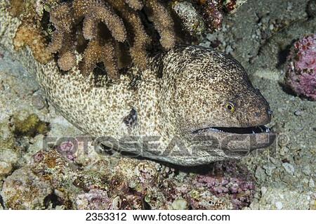 Underwater view of a Yellowmargin Moray Eel (Gymnothorax flavimarginatus); Maui, Hawaii, United States of America View Large Photo Image Stock Image - Underwater view of a Yellowmargin Moray Eel (Gymnothorax flavimarginatus); Maui, Hawaii, United States of America. Fotosearch