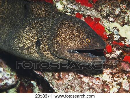 Stock Image - Underwater view of a Yellowmargin Moray Eel (Gymnothorax flavimarginatus) at Molokini Crater; Maui, Hawaii, United States of America. Fotosearch