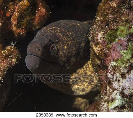 Underwater view of a Yellowmargin Moray Eel (Gymnothorax flavimarginatus); Maui, Hawaii, United States of America View Large Photo Image Stock Photography - Underwater view of a Yellowmargin Moray Eel (Gymnothorax flavimarginatus); Maui, Hawaii, United States of America. Fotosearch