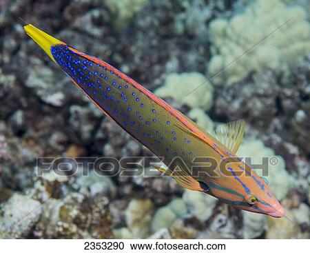 Underwater view of an adult female Yellowtail Coris (Coris gaimard) at Molokini Crater; Maui, Hawaii, United States of America View Large Photo Image Stock Image - Underwater view of an adult female Yellowtail Coris (Coris gaimard) at Molokini Crater; Maui, Hawaii, United States of America. Fotosearch
