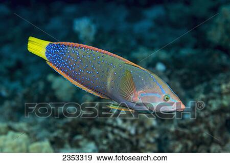 Stock Photo - Underwater view of an adult female Yellowtail Coris (Coris gaimard) at Molokini Crater; Maui, Hawaii, United States of America. Fotosearch