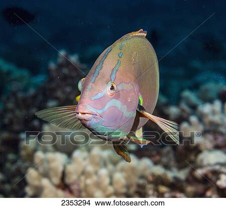 Picture - Underwater view of an adult male Yellowtail Coris (Coris gaimard) at Molokini Crater; Maui, Hawaii, United States of America. Fotosearch