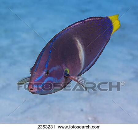 Stock Image - Underwater view of an adult male Yellowtail Coris (Coris gaimard) at Molokini Crater; Maui, Hawaii, United States of America. Fotosearch