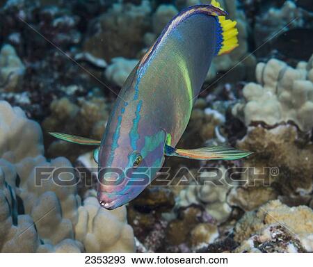 Stock Image - Underwater view of an adult male Yellowtail Coris (Coris gaimard) at Molokini Crater; Maui, Hawaii, United States of America. Fotosearch