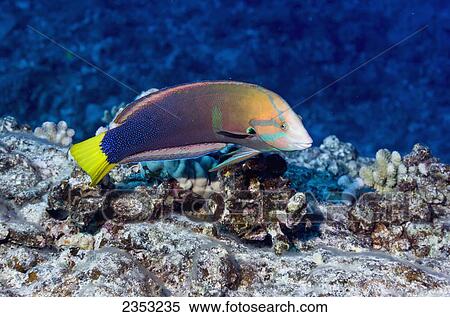 Stock Photography - Underwater view of an adult male Yellowtail Coris at Molokini Crater; Maui, Hawaii, United States of America. Fotosearch