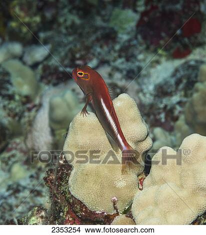 Underwater view of an Arc-eye Hawkfish on finger coral at Molokini Crater; Maui, Hawaii, United States of America View Large Photo Image Picture - Underwater view of an Arc-eye Hawkfish on finger coral at Molokini Crater; Maui, Hawaii, United States of America. Fotosearch