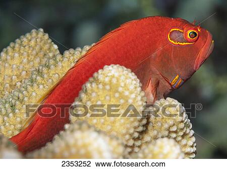 Stock Image - Underwater view of an Arc-eye Hawkfish on cauliflower coral at Molokini Crater; Maui, Hawaii, United States of America. Fotosearch