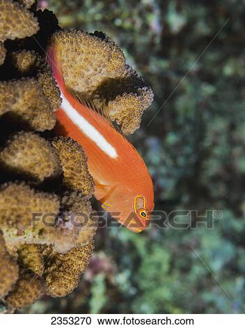 Underwater view of an Arc-eye Hawkfish (Paracirrhites arcatus) on cauliflower coral; Maui, Hawaii, United States of America View Large Photo Image Stock Image - Underwater view of an Arc-eye Hawkfish (Paracirrhites arcatus) on cauliflower coral; Maui, Hawaii, United States of America. Fotosearch