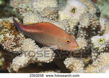Underwater view of an Arc-eye Hawkfish on antler coral; Maui, Hawaii, United States of America View Large Photo Image Stock Photo - Underwater view of an Arc-eye Hawkfish on antler coral; Maui, Hawaii, United States of America. Fotosearch