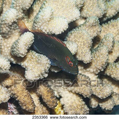 Underwater view of an Arc-eye Hawkfish (Paracirrhites arcatus) on cauliflower coral (Pocillopora meandrina) at Molokini Crater; Maui, Hawaii, United States of America View Large Photo Image Stock Photograph - Underwater view of an Arc-eye Hawkfish (Paracirrhites arcatus) on cauliflower coral (Pocillopora meandrina) at Molokini Crater; Maui, Hawaii, United States of America. Fotosearch
