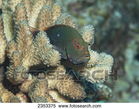 Underwater view of an Arc-eye Hawkfish (Paracirrhites arcatus) on cauliflower coral (Pocillopora meandrina) at Molokini Crater; Maui, Hawaii, United States of America View Large Photo Image Stock Photography - Underwater view of an Arc-eye Hawkfish (Paracirrhites arcatus) on cauliflower coral (Pocillopora meandrina) at Molokini Crater; Maui, Hawaii, United States of America. Fotosearch