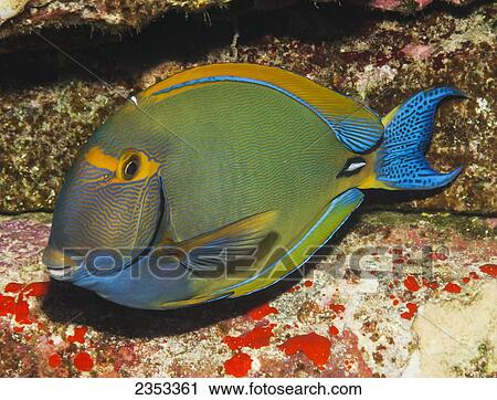 Underwater view of an Eyestripe Surgeonfish (Acanthurus dussumieri) at Molokini Crater; Maui, Hawaii, United States of America View Large Photo Image Stock Image - Underwater view of an Eyestripe Surgeonfish (Acanthurus dussumieri) at Molokini Crater; Maui, Hawaii, United States of America. Fotosearch