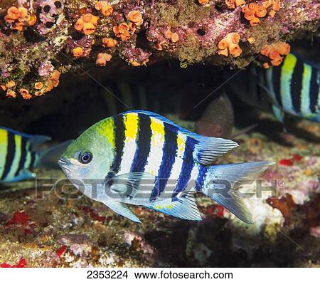 Picture - Underwater view of an Indo-Pacific Sargeant (Abudefduf vaigiensis) at Molokini Crater; Maui, Hawaii, United States of America. Fotosearch