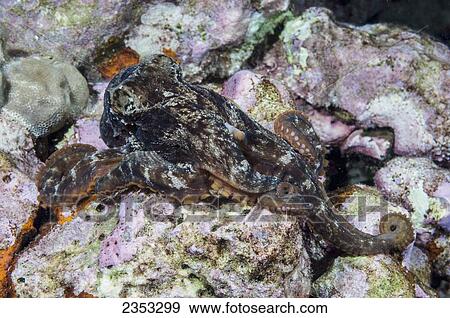 Underwater view of an octopus (Octopus ornatus); Maui, Hawaii, United States of America View Large Photo Image Stock Photo - Underwater view of an octopus (Octopus ornatus); Maui, Hawaii, United States of America. Fotosearch