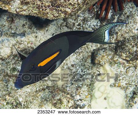 Stock Photo - Underwater view of an Orangeband Surgeonfish (Acanthurus olivaceus) at Molokini Crater; Maui, Hawaii, United States of America. Fotosearch