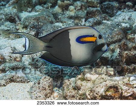 Stock Photograph - Underwater view of an Orangeband Surgeonfish (Acanthurus olivaceus) at Molokini Crater; Maui, Hawaii, United States of America. Fotosearch