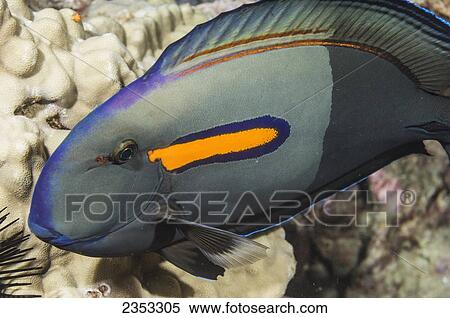 Stock Photography - Underwater view of an Orangeband Surgeonfish (Acanthurus olivaceus); Maui, Hawaii, United States of America. Fotosearch