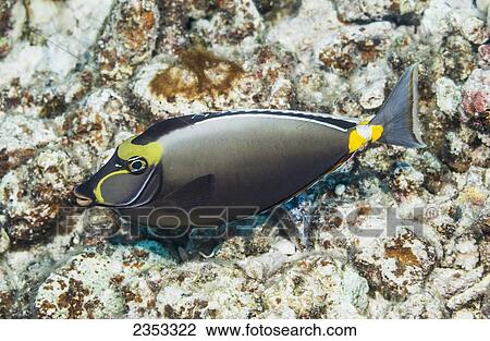 Underwater view of an Orangespine Unicornfish (naso lituratus) at Molokini Crater; Maui, Hawaii, United States of America View Large Photo Image Stock Image - Underwater view of an Orangespine Unicornfish (naso lituratus) at Molokini Crater; Maui, Hawaii, United States of America. Fotosearch