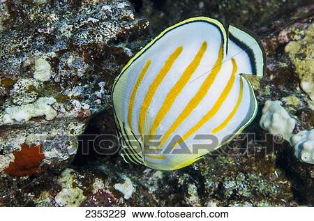 Stock Photo - Underwater view of an Ornate Butterflyfish at Molokini Crater; Maui, Hawaii, United States of America. Fotosearch