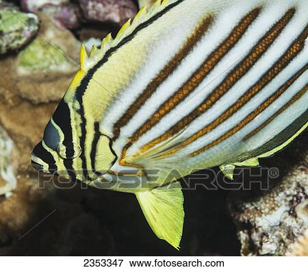 Stock Photo - Underwater view of an Ornate Butterflyfish (Chaetodon ornatissimus) with nocturnal coloration at Molokini Crater; Maui, Hawaii, United States of America. Fotosearch