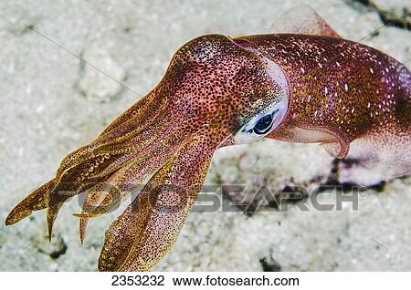 Underwater view of an oval squid (Sepioteuthis lessoniana); Maui, Hawaii, United States of America View Large Photo Image Stock Image - Underwater view of an oval squid (Sepioteuthis lessoniana); Maui, Hawaii, United States of America. Fotosearch