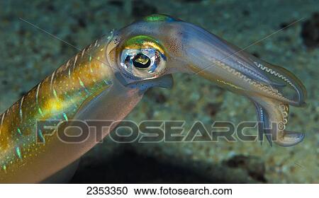 Stock Image - Underwater view of an oval squid (Sepioteuthis lessoniana); Maui, Hawaii, United States of America. Fotosearch