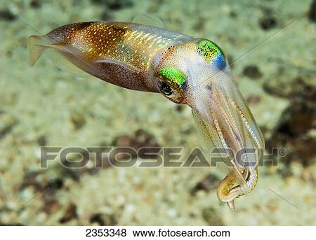 Stock Photo - Underwater view of an oval squid (Sepioteuthis lessoniana); Maui, Hawaii, United States of America. Fotosearch