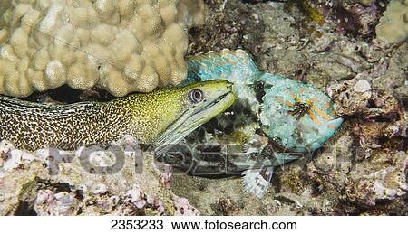 Underwater view of an Undulated Moray Eel investigating a sleeping Stareye Parrotfish (Calotomus carolinus); Maui, Hawaii, United States of America View Large Photo Image Stock Image - Underwater view of an Undulated Moray Eel investigating a sleeping Stareye Parrotfish (Calotomus carolinus); Maui, Hawaii, United States of America. Fotosearch