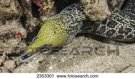 Underwater view of an Undulated Moray Eel (Gymnothorax undulatus); Maui, Hawaii, United States of America View Large Photo Image Stock Image - Underwater view of an Undulated Moray Eel (Gymnothorax undulatus); Maui, Hawaii, United States of America. Fotosearch