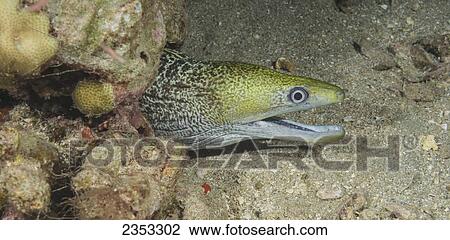 Stock Image - Underwater view of an Undulated Moray Eel (Gymnothorax undulatus); Maui, Hawaii, United States of America. Fotosearch