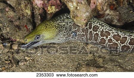 Underwater view of an Undulated Moray Eel (Gymnothorax undulatus); Maui, Hawaii, United States of America View Large Photo Image Stock Image - Underwater view of an Undulated Moray Eel (Gymnothorax undulatus); Maui, Hawaii, United States of America. Fotosearch