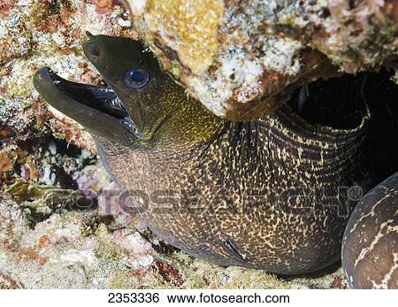 Underwater view of an Undulated Moray Eel (Gymnothorax undulatus); Maui, Hawaii, United States of America View Large Photo Image Stock Photograph - Underwater view of an Undulated Moray Eel (Gymnothorax undulatus); Maui, Hawaii, United States of America. Fotosearch